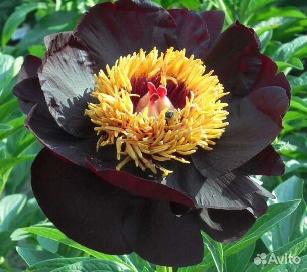Paeonia Chocolate Soldier