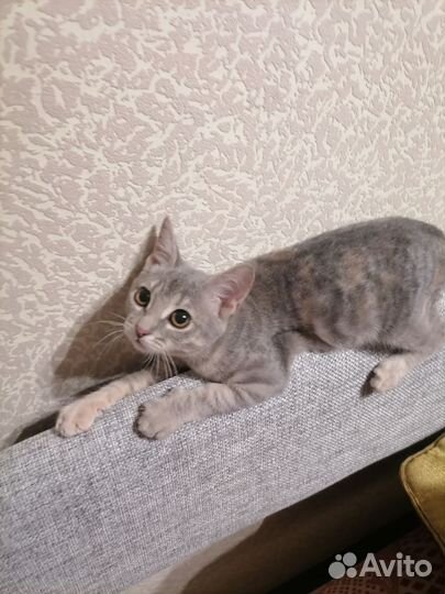 Кошки в добрые руки бесплатно