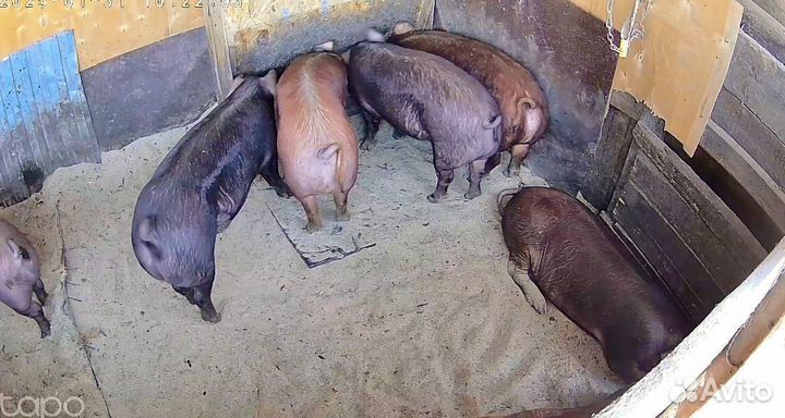 Чистопородный дюрок