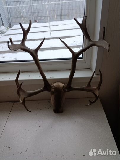 Рога оленя