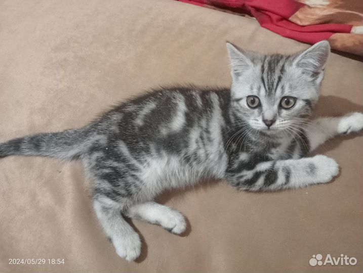 Шотландская кошка