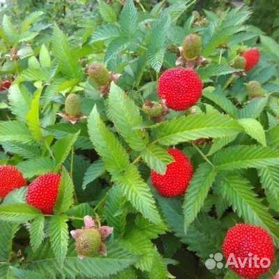 Тибетская малина и др. растения