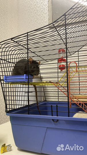 Крыса черная с клеткой