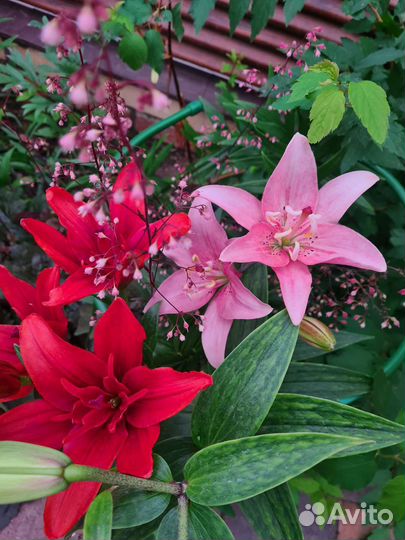 Лилии луковицы с цветком