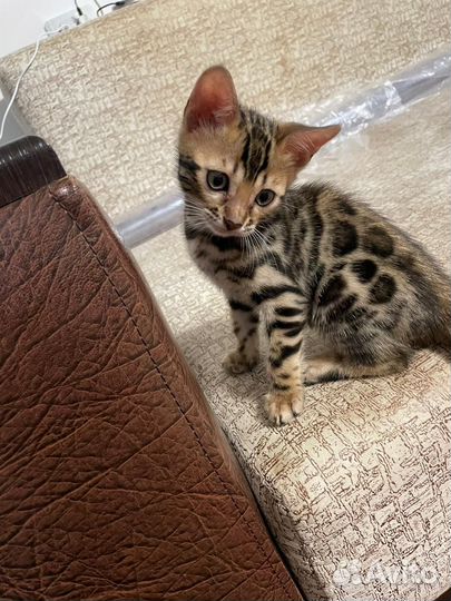 Бенгальская девочки