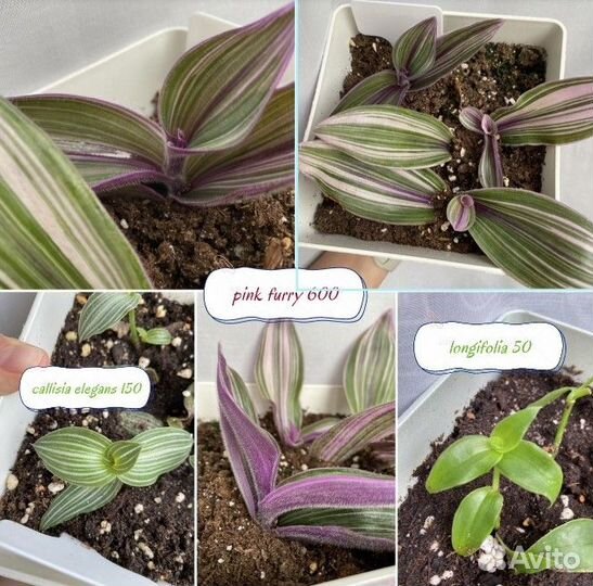 Традесканции каллизии 30 видов