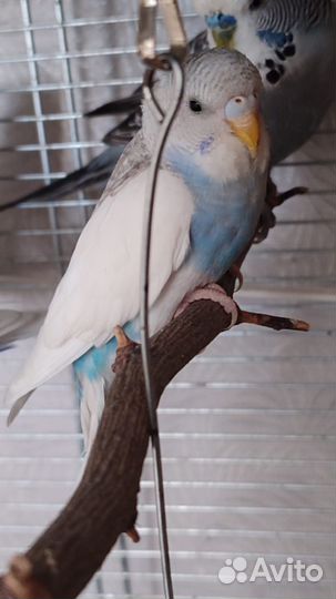 Волнистый попугай чех молодеж