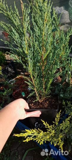 Можжевельник