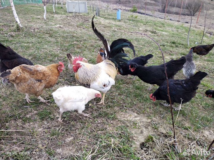 Цыплята домашние