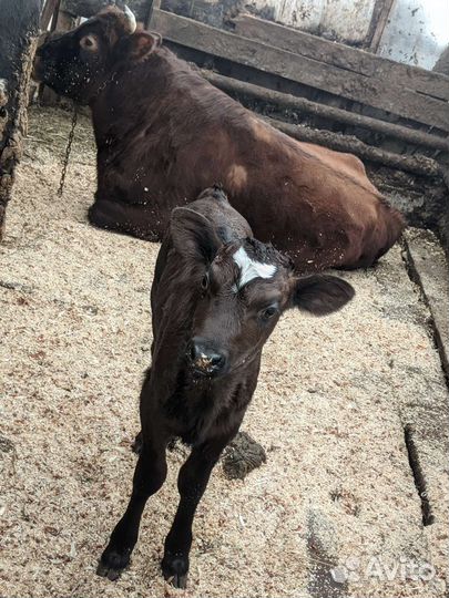 Деревенские продукты,молоко,масло,творог,сыр