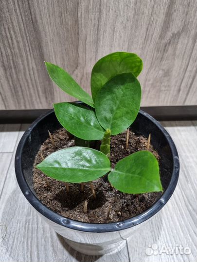 Замиокулькас