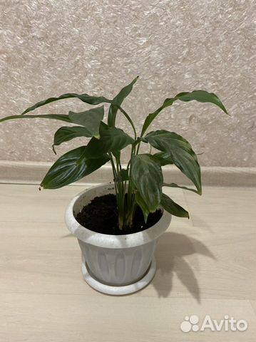 Спатифиллум- женское счастье