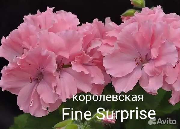 Пеларгония(герань)