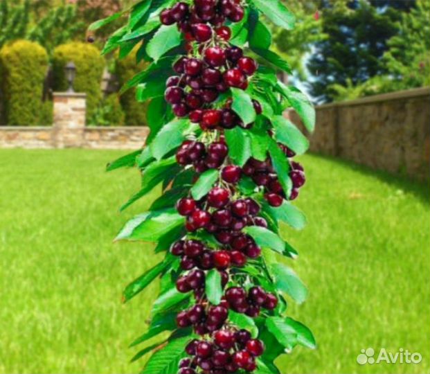 Вишня Колоновидная в наличии