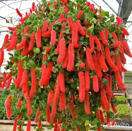 Комнатные растения цветы