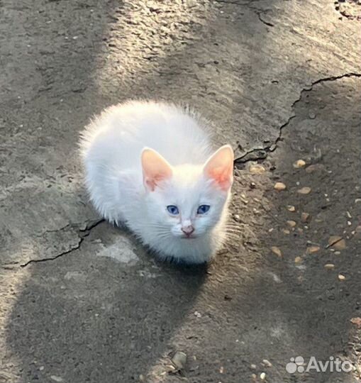 Котята георгиевск