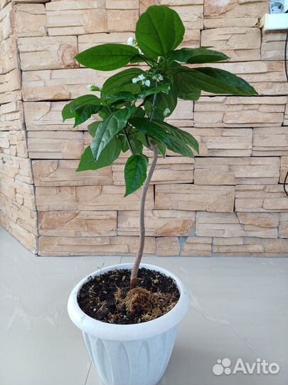 Клеродендрум Томсона