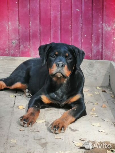 Щенки ротвейлера