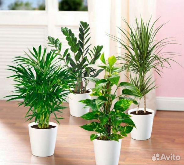 Комнатные растения