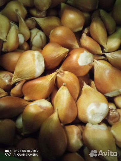 Луковицы тюльпанов