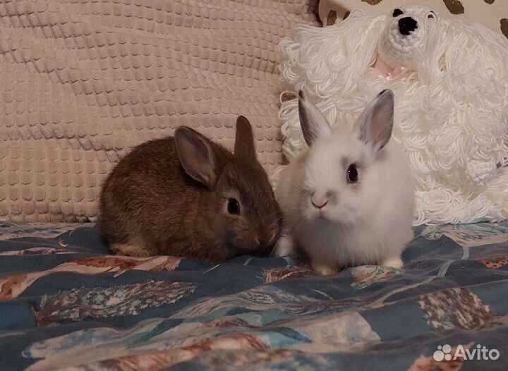 Декоративные карликовые крольчата