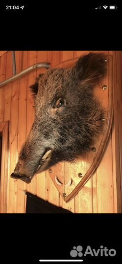 Чучело головы кабана