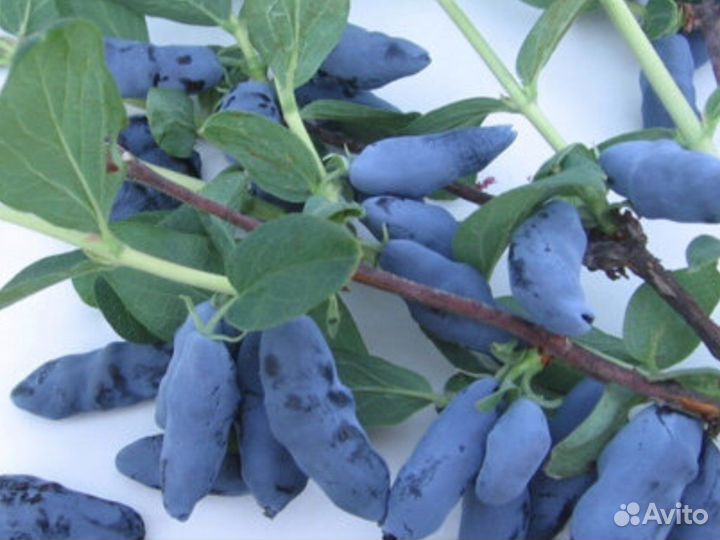 Саженцы жимолости