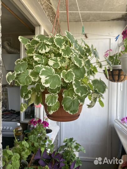 Пеларгония герань