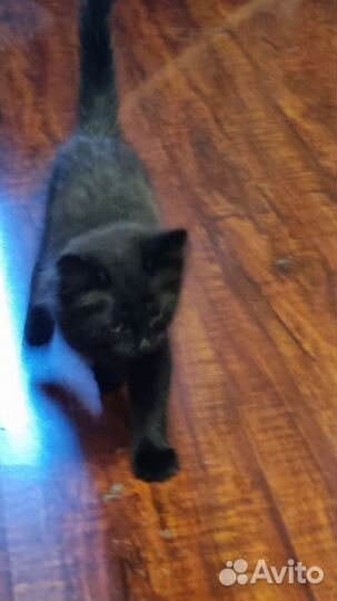 Отдам черного котенка