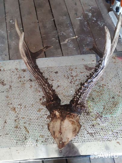 Рога косули