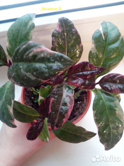 Комнатные цветы Псевдоэрантемум багряный