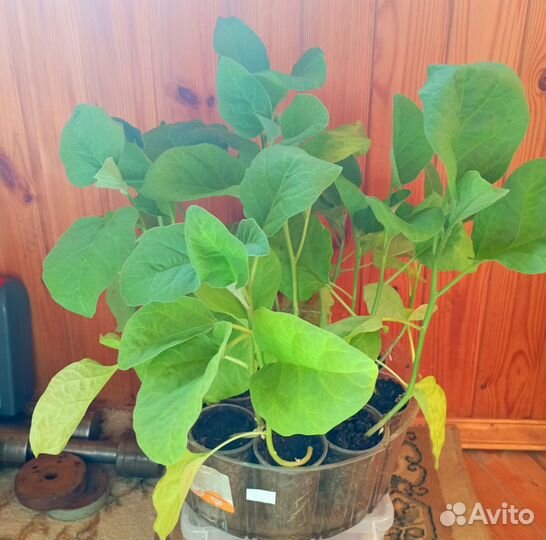 Рассада помидор, перцев, баклажан