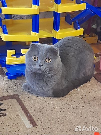 Шатланский кот
