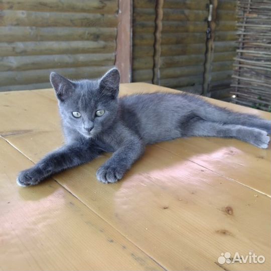 Серенькие котята в заботливые руки