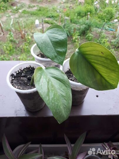 Сциндапсус эпипремнум liana