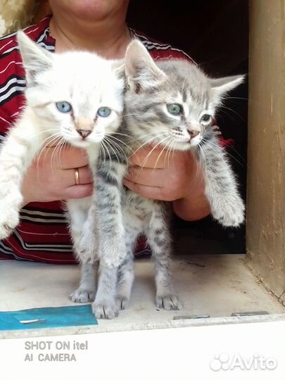 Отдам бесплатно в добрые руки котят
