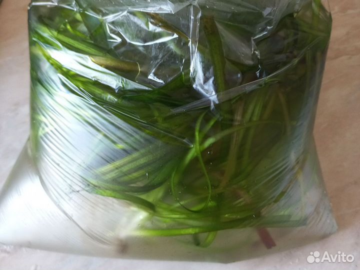 Водоросли для аквариума