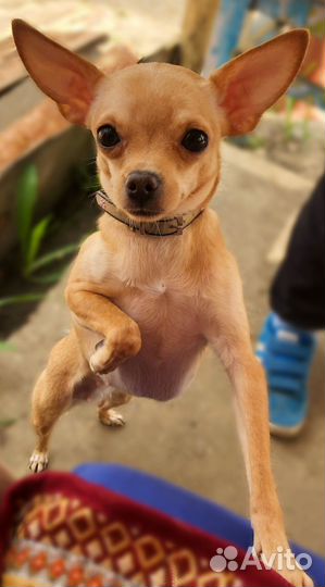 Вязка той-терьер (девочка)