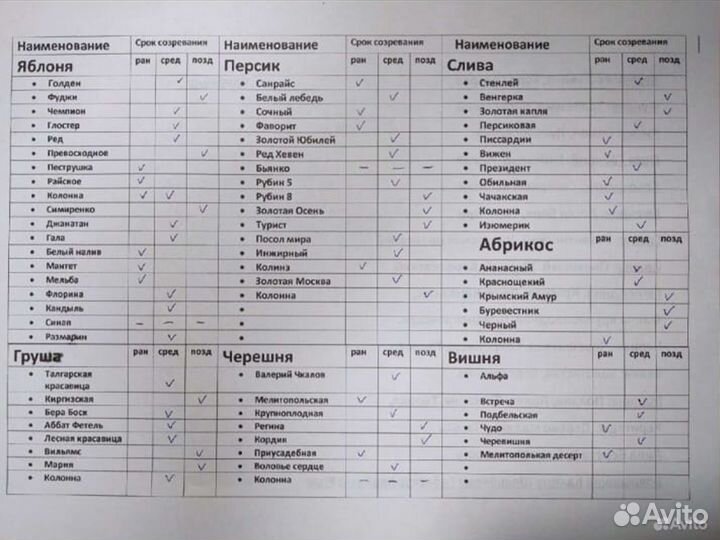 Саженцы Розы Блю Парфюм