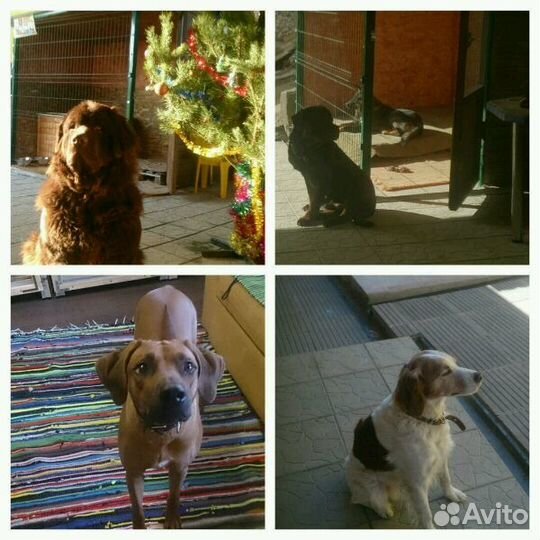 Передержка (зоогостиница) для собак, кошек, и тд