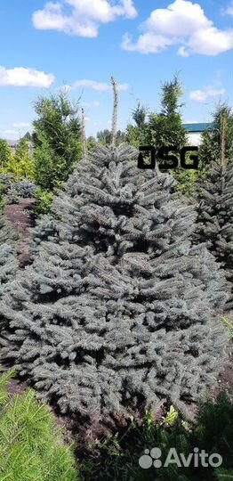 Голубая ель саженцы