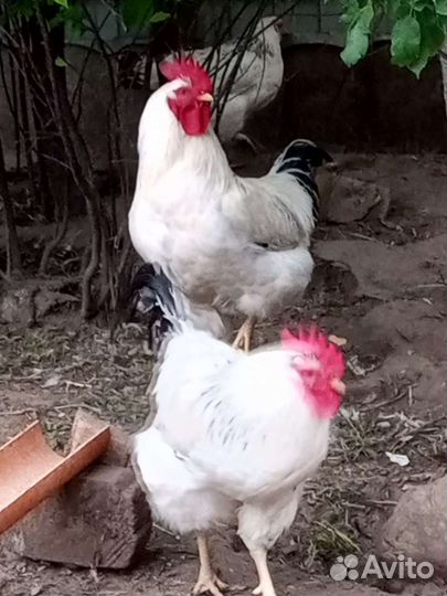 Куры петухи