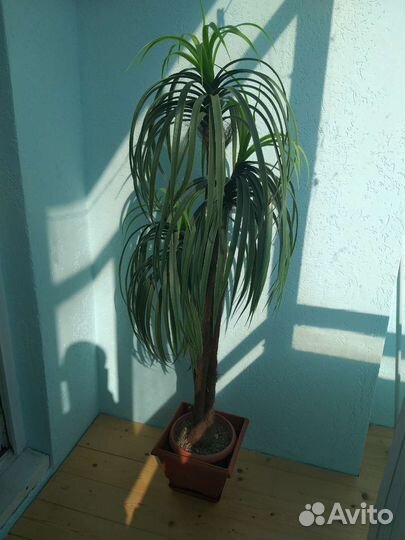 Искусственный цветок. Драцена