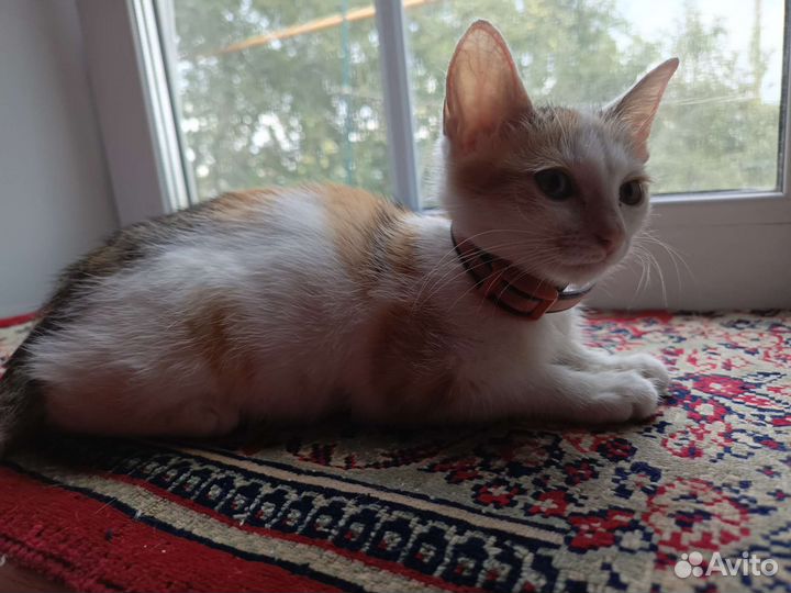 Котенок трехцветный