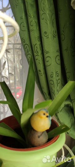 Домашние цветы. Юкка, сансевьера, алое