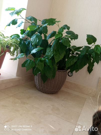 Кашпо для цветов из ротанга