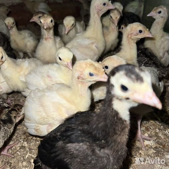 Индюшата подрощенные белые широкогрудые, бронзовые