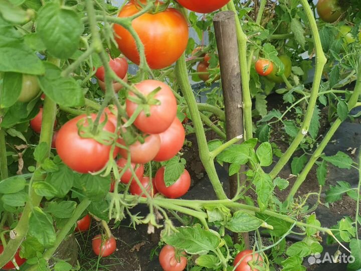 Помидоры свежие домашние