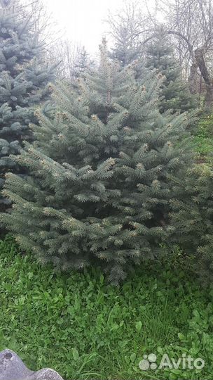 Голубые ели саженцы, крупномеры