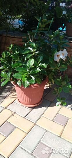 Олеандр большой